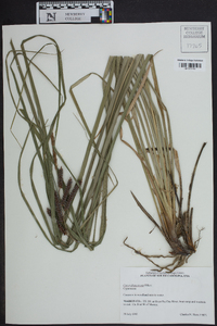 Carex glaucescens image