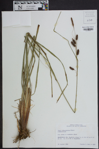 Carex glaucescens image