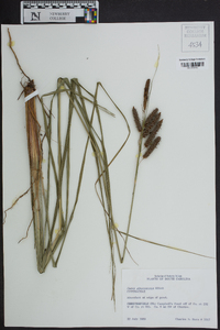 Carex glaucescens image