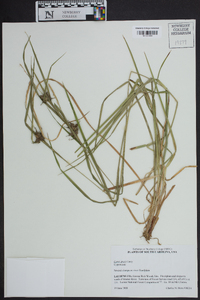 Carex grayi image