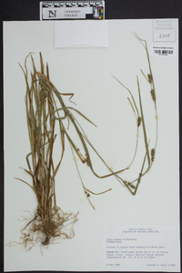 Carex grisea image