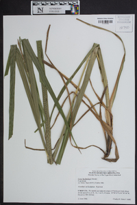 Carex hyalinolepis image