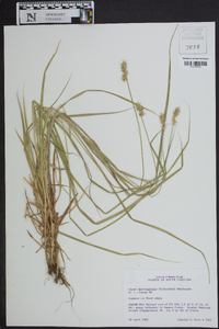 Carex laevivaginata image