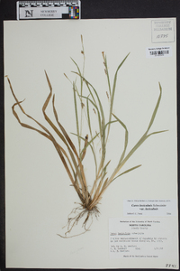 Carex laxiculmis image