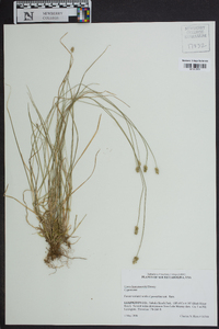 Carex leavenworthii image