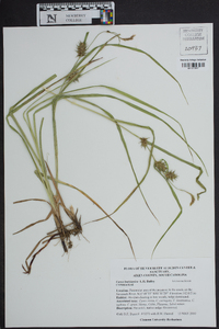 Carex louisianica image