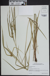 Carex louisianica image