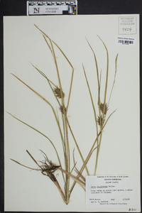 Carex louisianica image