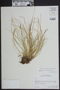 Carex lucorum image