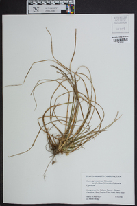 Carex nigromarginata image