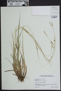 Carex oxylepis image