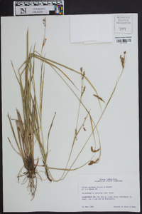 Carex oxylepis image