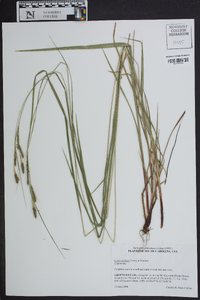 Carex oxylepis image