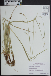 Carex oxylepis image