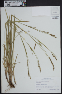 Carex oxylepis image