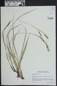 Carex oxylepis image