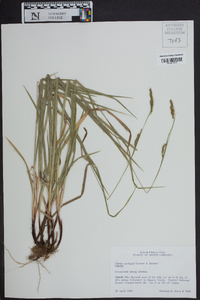 Carex oxylepis image