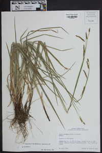 Carex oxylepis image