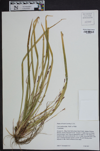 Carex pedunculata image