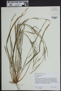 Carex radfordii image