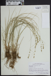 Carex radiata image