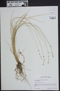 Carex radiata image