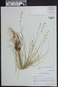 Carex radiata image