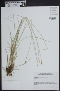 Carex retroflexa image