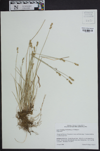 Carex retroflexa image