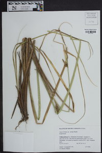 Carex striata image