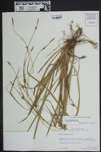 Carex styloflexa image