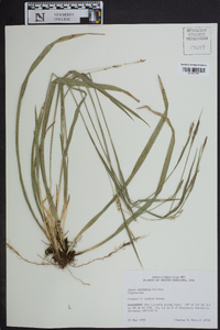 Carex styloflexa image