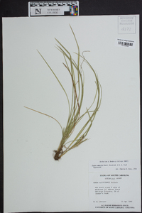 Carex superata image