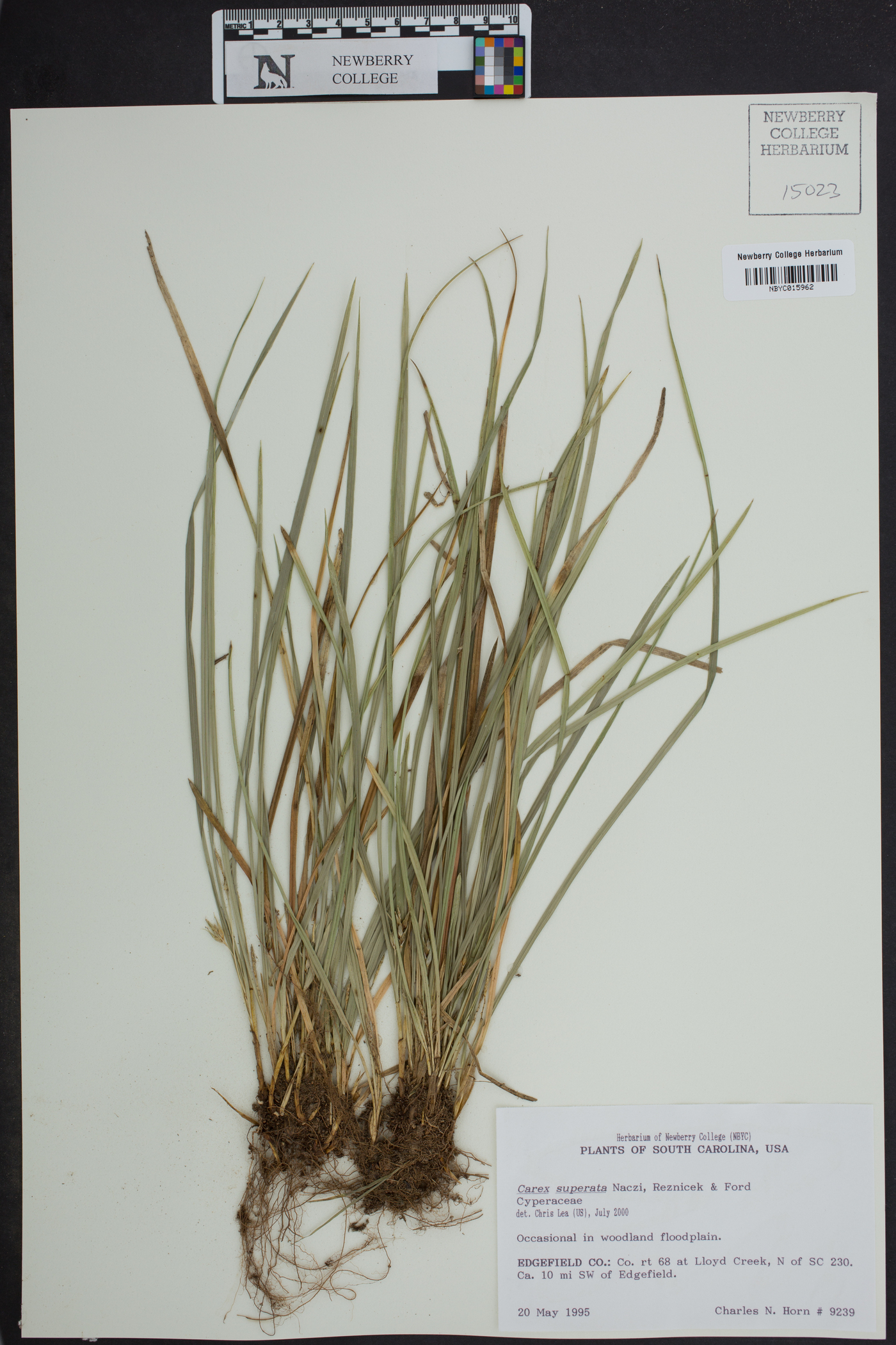 Carex superata image