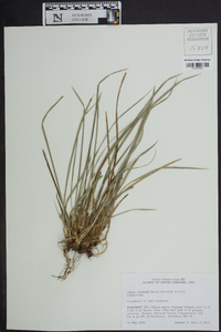 Carex superata image