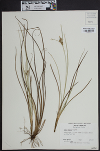 Carex tenax image