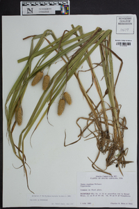 Carex typhina image