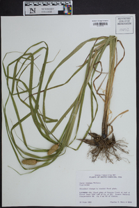 Carex typhina image