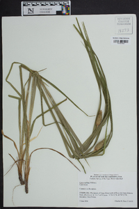 Carex typhina image