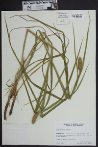 Carex typhina image