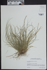 Carex willdenowii image