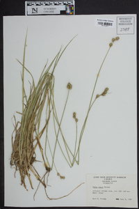 Carex alata image