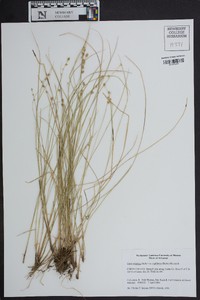 Carex atlantica var. capillacea image