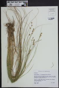 Carex atlantica subsp. capillacea image