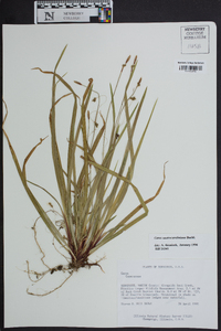 Carex austrocaroliniana image