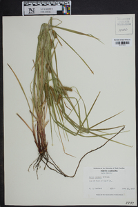 Carex baileyi image