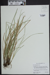 Carex basiantha image