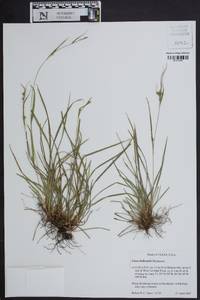 Carex bulbostylis image