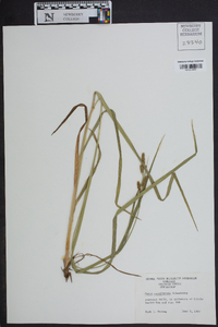 Carex caroliniana image