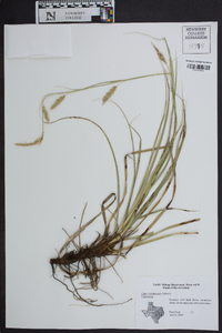 Carex cherokeensis image